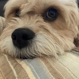 Cavapoo and Poodle All Grown Up from Happy Tails Poods and Doods
