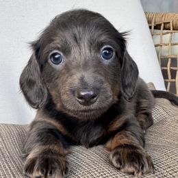 River - Blue and tan male Dachshund puppy in Bentonville, Arkansas from Boujee Buns Dachshunds