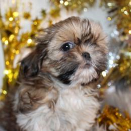 Girl 2 - Red and white female Shih Tzu puppy in Craig, Colorado from Rocky Mountain Shih Tzus and Dry Creek Miniature Dachshunds
