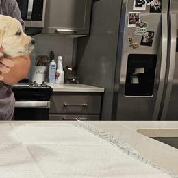 Golden Retriever Puppies from Danielle Kemper