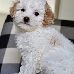 Neville - White male Cavapoo puppy in Vineyard, Utah from Pitter Patter Puppies