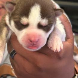 Juno - Red and white male Siberian Husky puppy in Lakeland, Florida from Ice Blue Legacy Siberians Huskies