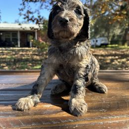 Boy 1 - Apricot male Goldendoodle puppy in Fruitland Park, Florida from Mount Doodles