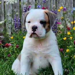 Penne - Red brindle and white female Bulldog puppy in Washington from Sun City Campeiro Bulldogs