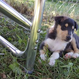 Collie Puppies from 5C's Collies
