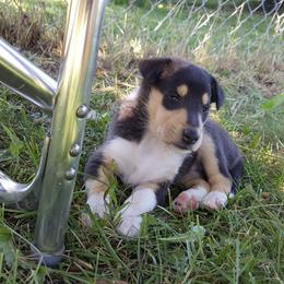 Collie Puppies from 5C's Collies