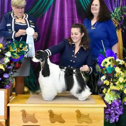 Loki - Cocker Spaniel