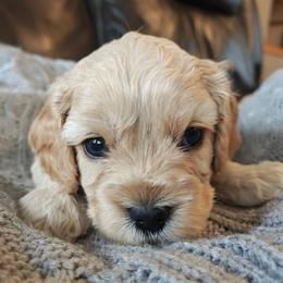 Pilot (boy 3) - Apricot male Cavapoo puppy in Washougal, Washington from Timothy's Cavapoos