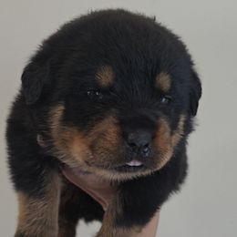 Yellow girl - Black and mahogany female Rottweiler puppy in Lake City, Florida from Haus Der Wut Kennels