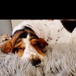 Basset Hound Puppies from Wildflower Bassets