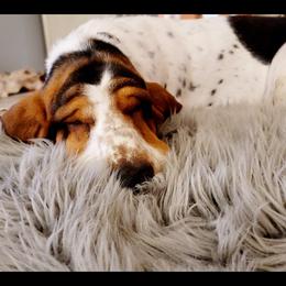 Basset Hound Puppies from Wildflower Bassets