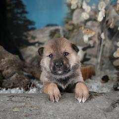 Mint Collar - Red sesame female Shikoku Ken puppy in Pennsylvania from Aoiyama Sou Shikoku Kennel