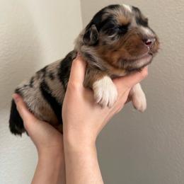 Twix - Black tri-color female Australian Shepherd puppy in Weeki Wachee, Florida from Ace of Spades Australian Shepherds