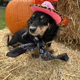 June Carter - Dachshund