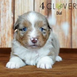 Dial - Red merle male Miniature American Shepherd puppy in Carlisle, Pennsylvania from 4 Clovers Kennel