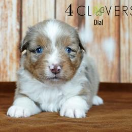 Dial - Red merle male Miniature American Shepherd puppy in Carlisle, Pennsylvania from 4 Clovers Kennel