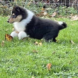 Collie Puppies from Diamund Collies