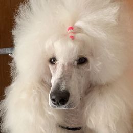 Emily - Poodle