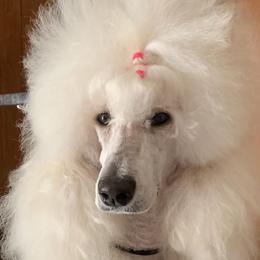 Emily - Poodle