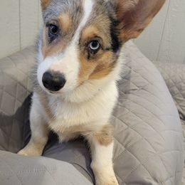 American Corgis, Cardigan Welsh Corgis, and Pembroke Welsh Corgis from Shadey Lane Corgis