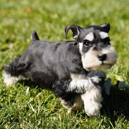 Miniature Schnauzer Puppies from Snowflake Schnauzers