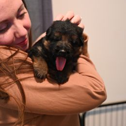 German Shepherd Puppies from Riverline Shepherds