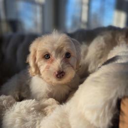 Grape - Cream female Aussiedoodle puppy in North Royalton, Ohio from Johnson's Doodles