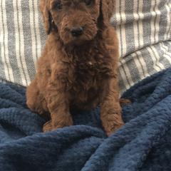 Goldendoodle Puppies from Travis Street Doodles & Poodles