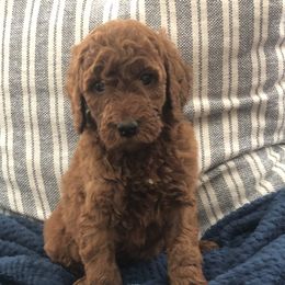 Goldendoodle Puppies from Travis Street Doodles & Poodles