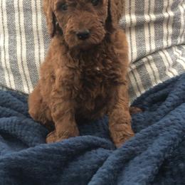 Goldendoodle Puppies from Travis Street Doodles & Poodles