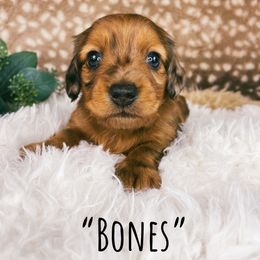 Dachshund Puppies from Brandenburg Beenies
