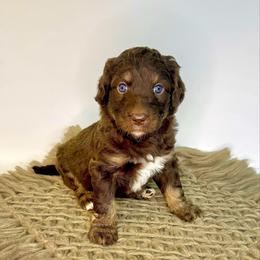 Everest - Chocolate female Assorted Doodle Crosses puppy in Waco, Georgia from Huff Family Doxies & Doodles