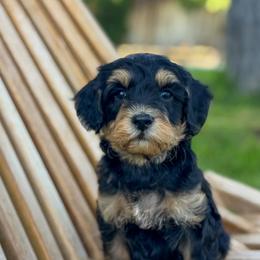 Texas - Phantom male Goldendoodle puppy in Twin Falls, Idaho from Magic Valley Family Doodles