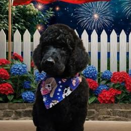 Marvin - Black male Poodle puppy in Clearwater, Florida from Poodle Majesty