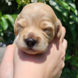 Boy 3 - Buff male Cockapoo puppy in Virginia Beach, Virginia from Christine's cockapoos