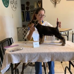 Airedale Terrier Puppies from Topline Airedale Terriers