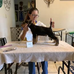 Airedale Terrier Puppies from Topline Airedale Terriers