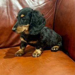 Hans - Black and tan male Dachshund puppy in Litchfield, Michigan from High Country Kennels