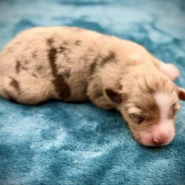 Mira - Red merle female Miniature American Shepherd puppy in Damascus, Oregon from Rebel Soul Minis