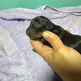 Larry - Black and tan male Dachshund puppy in Alice, Texas from Crimson’s longhair Dachshunds