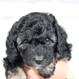 Aussiedoodle Puppies from Peachydoodlepups