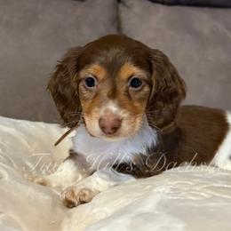 Paris - Chocolate and tan female Dachshund puppy in Jonesboro, Illinois from Twin Hills Dachshunds