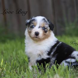 Love bug - Blue merle female Australian Shepherd puppy in Ceres, California from Knight's Aussies