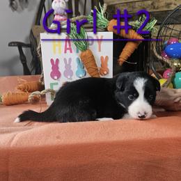 Girl 2 - female Border Collie puppy in Wakeman, Ohio from Sandstone Ridge Kennels