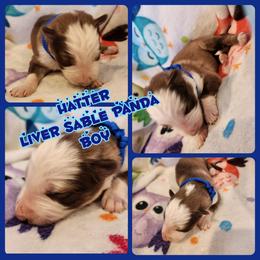 Hatter - Panda male German Shepherd puppy in Los Lunas, New Mexico from Mali's German Shepherds