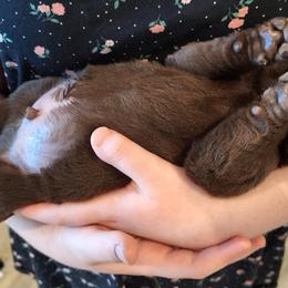 Labrador Retriever Puppies from Fetching Labrador Retrievers
