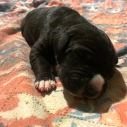 Mickey - Black male Great Dane puppy in Somerset, Ohio from Quarter Creek Danes
