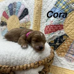 Cora (Pink Collar) - Red female Cavapoo puppy in Cabool, Missouri from Big Gulch Puppies