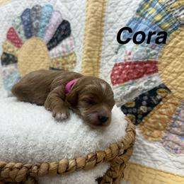 Cora (Pink Collar) - Red female Cavapoo puppy in Cabool, Missouri from Big Gulch Puppies