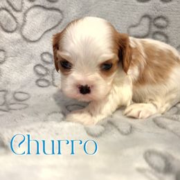 Churro - Blenheim male Cavalier King Charles Spaniel puppy in Rockville, Maryland from Skais the Limit Cavaliers